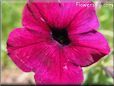 red maroon petunia