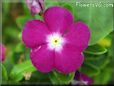 vinca flower picture