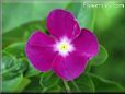 vinca flowers picture