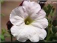 white petunia flowers picture