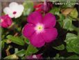 vinca flower picture