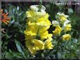 snap dragon flower pictures