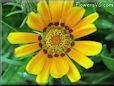 gazania flower photo