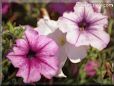 petunia pictures