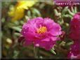 purple moss rose flower picture