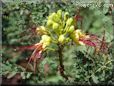 poinciana