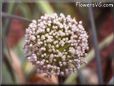 allium flower