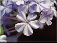 plumbago flower