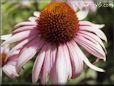 coneflower