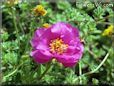 purple moss rose flower picture