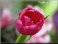 tulip flower picture