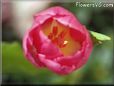 tulip flower picture