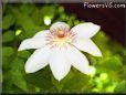 clematis images