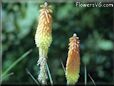 hot poker kniphofia flower picture