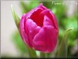 tulip flower picture