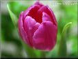 tulip flower picture