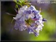 plumbago flowers