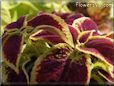 coleus flower picture