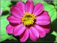 perennial zinnia