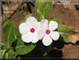 vinca flower picture