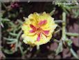 yellow moss rose flower picture