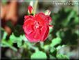 geranium plant