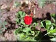 geranium flower