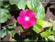 vinca flower picture