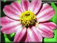zinnia flowers picture