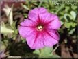 pink purple petunia