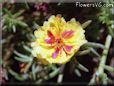 yellow moss rose flower picture