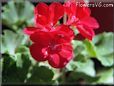 geranium picture