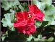 geranium perennial