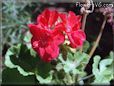 geranium photo