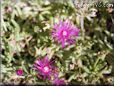 ice plant