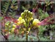 poinciana flower picture