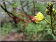 poincianas flower picture