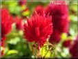 red celosia pictures