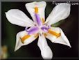 iris plant