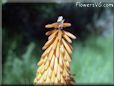 hot poker kniphofia flower picture