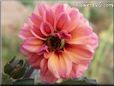 red pink dahlia flower