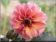 red pink dahlia flower