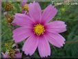 pink cosmos flower
