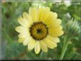 yellow african daisy flower