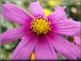 pink cosmos flower
