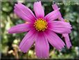 pink cosmos flower