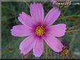 pink cosmos flower