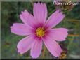 pink cosmos flower