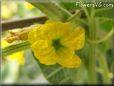 cucumber blossom flower