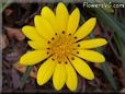 yellow gazania flower